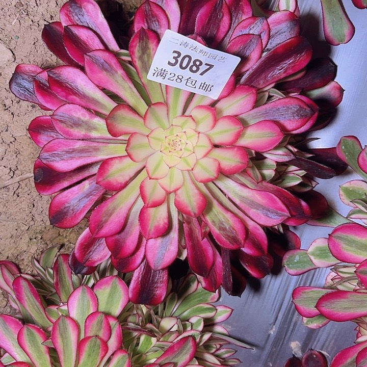 3087黑同白多肉植物2号