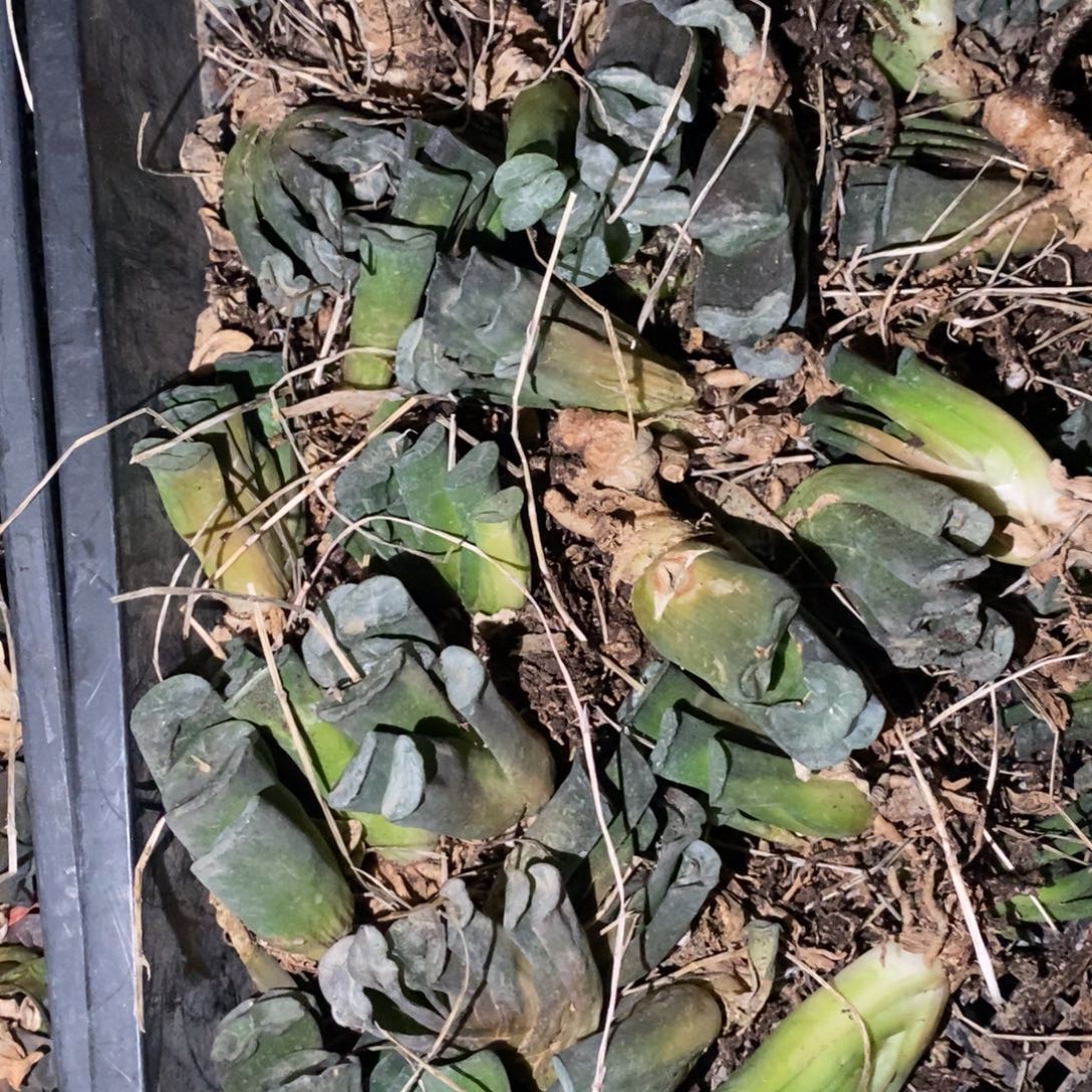 609 一颗宽叶玉扇 