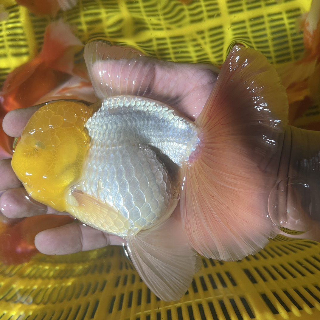 百褶泰狮鱼苗（直播间专拍）