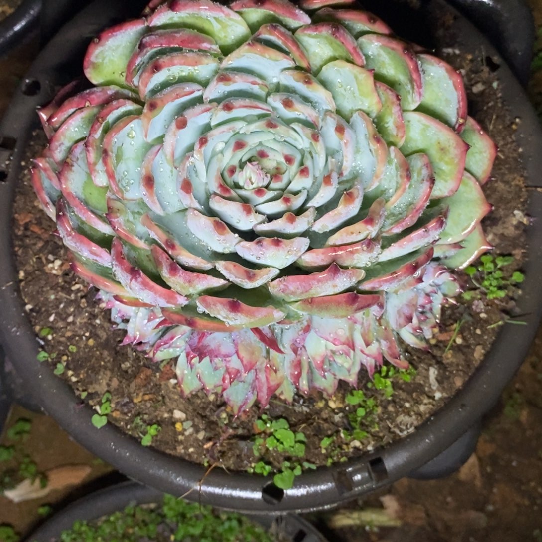 多肉植物惊鸿多头