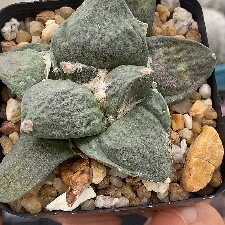 秃***贝草球一个仙人球仙人掌之类