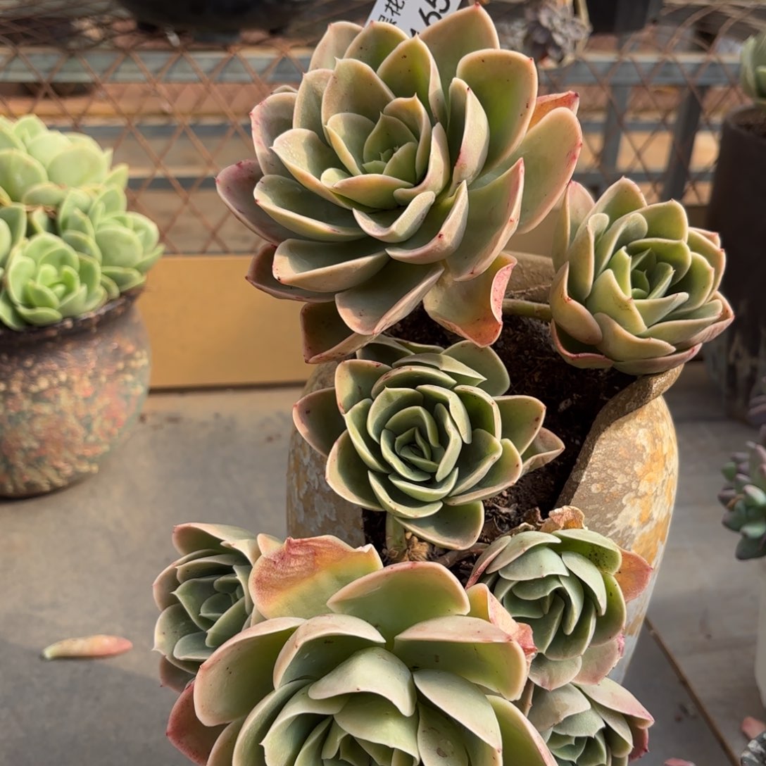 同温层多肉星娜塔165