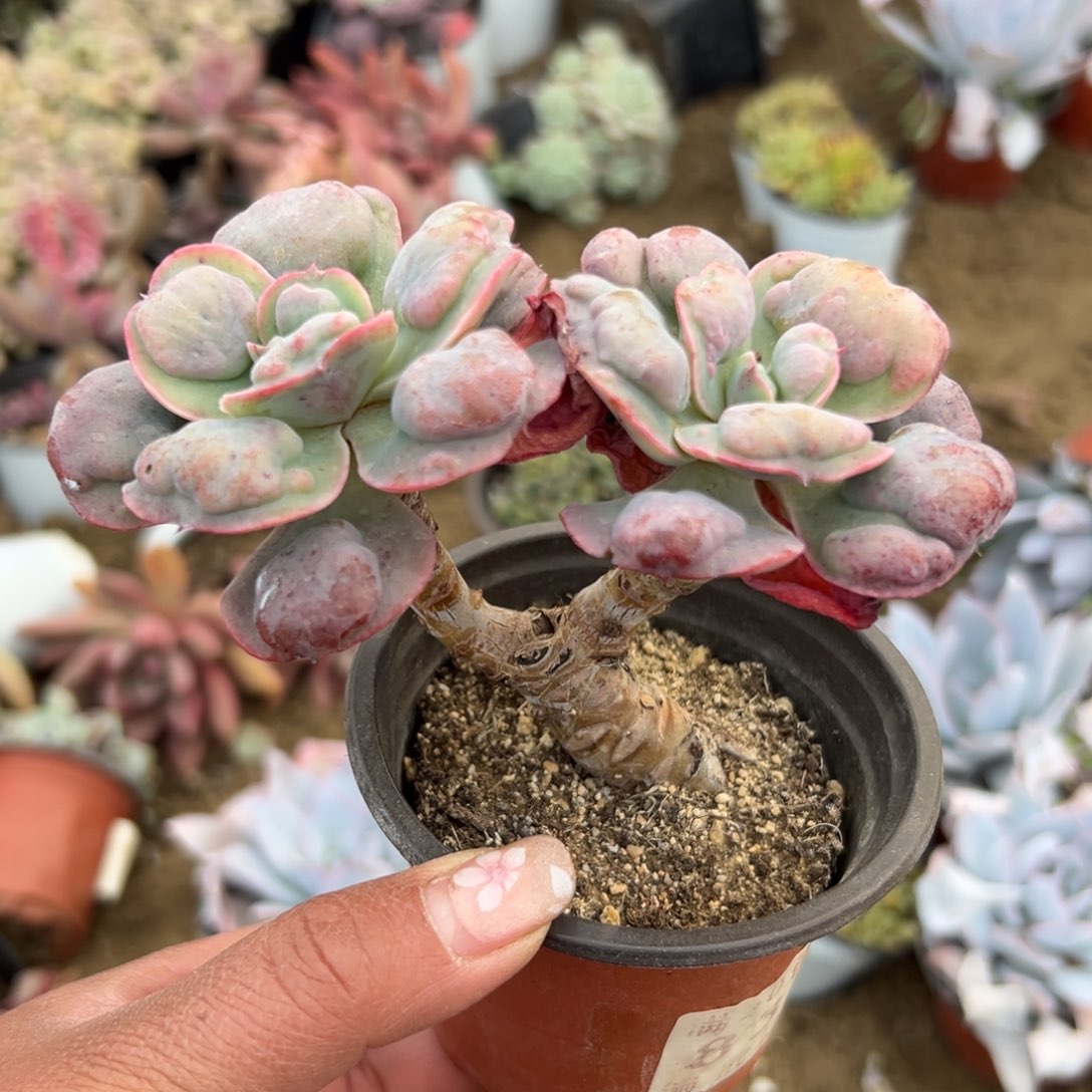 多肉植物多肉植物