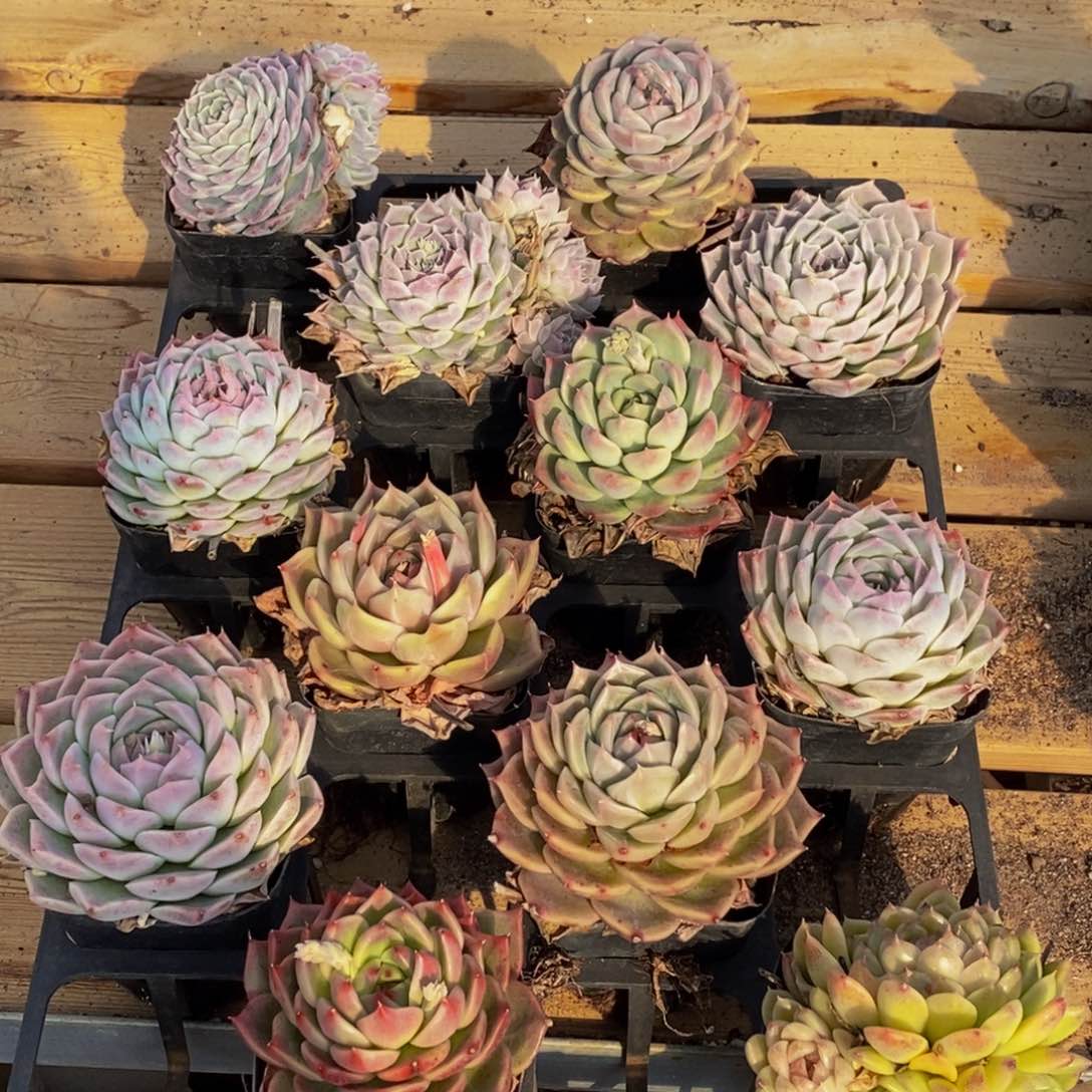 403多肉植物保护研究所所长的介绍