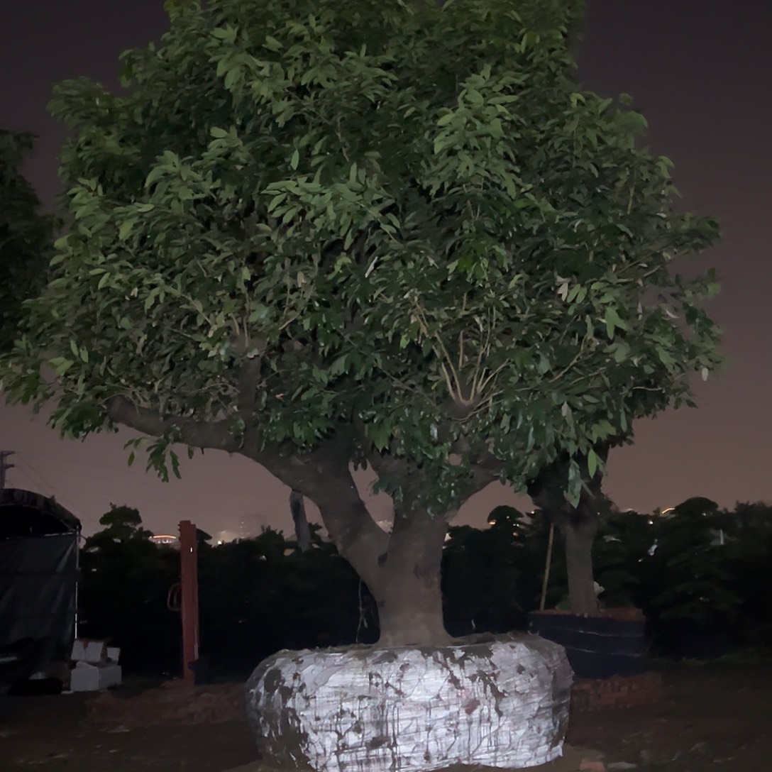 启***航完全开放果树果树2222