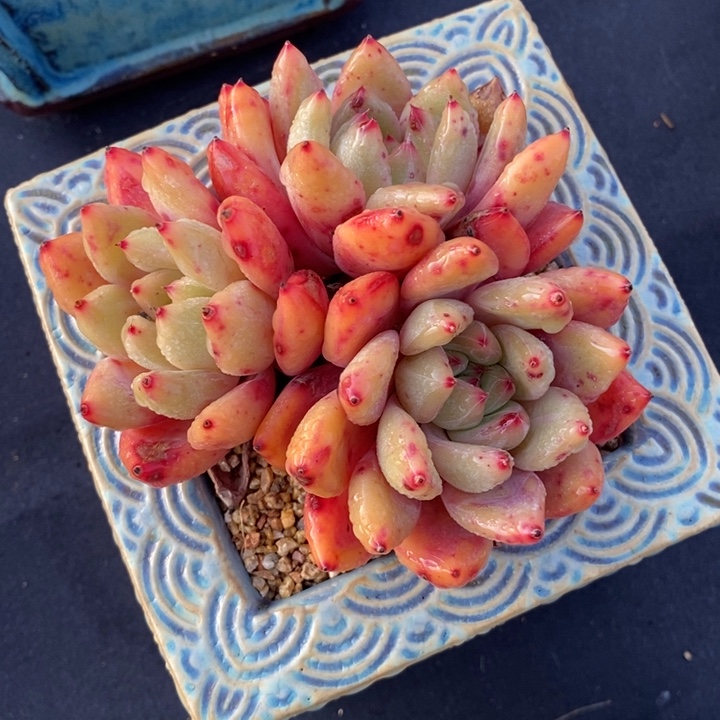 3头老庄琥珀肉肉肉肉