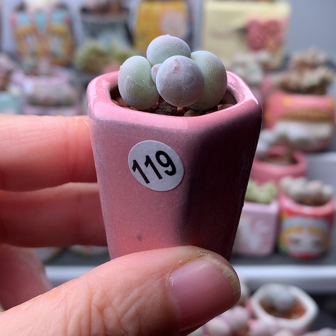 米可奶酪带盆发货