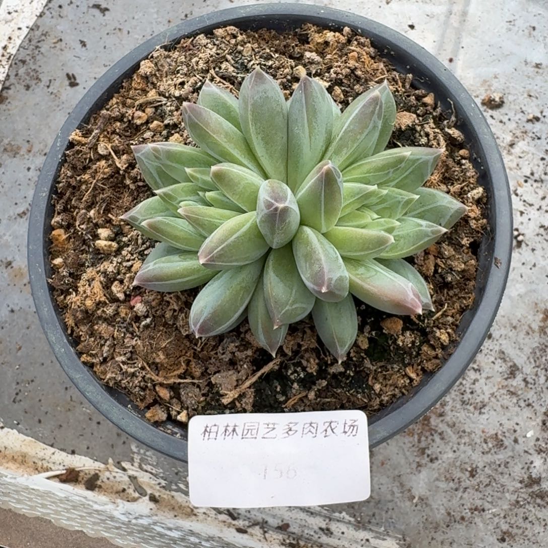 156 美人杂交 一物一拍