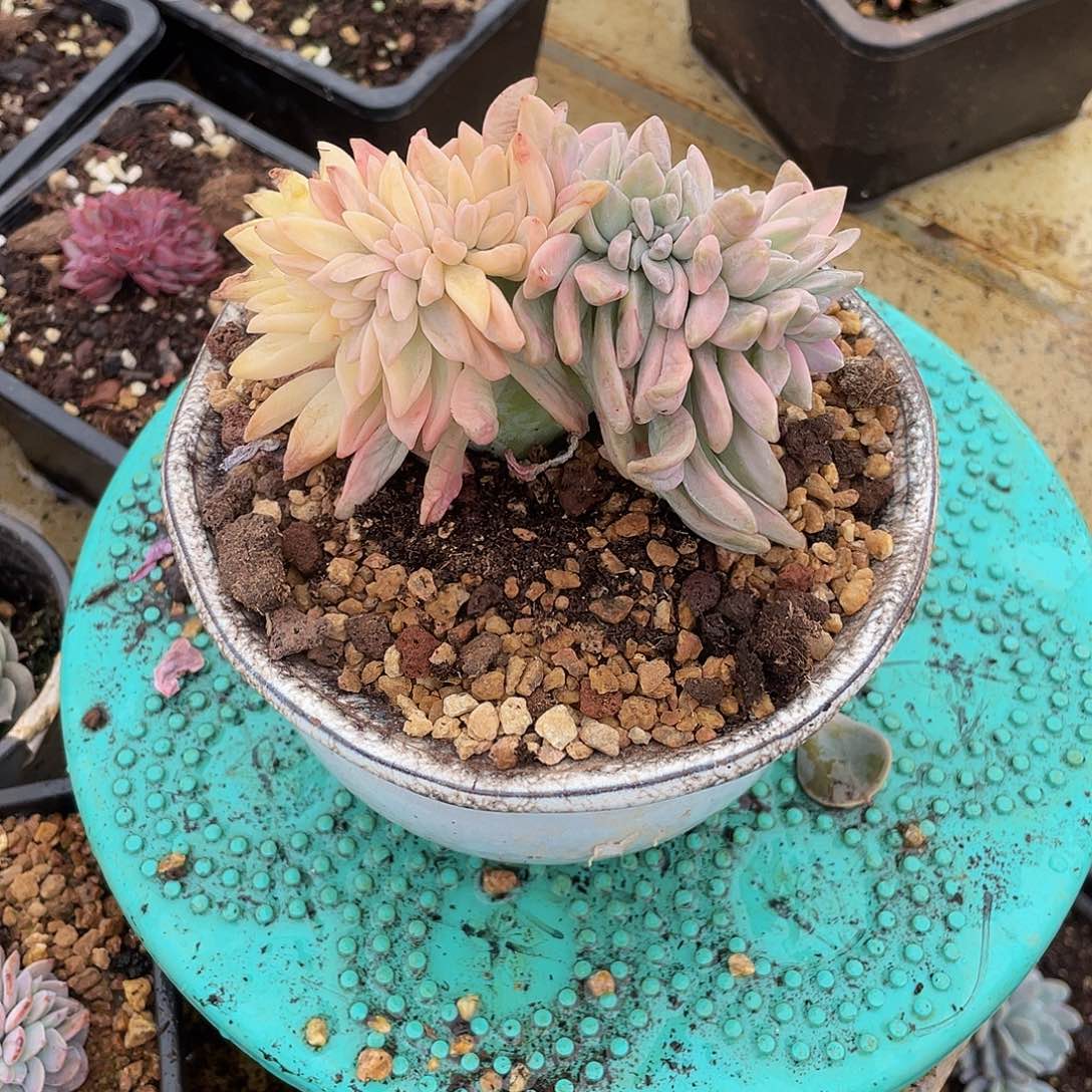 橘*姐淡雪多肉00000