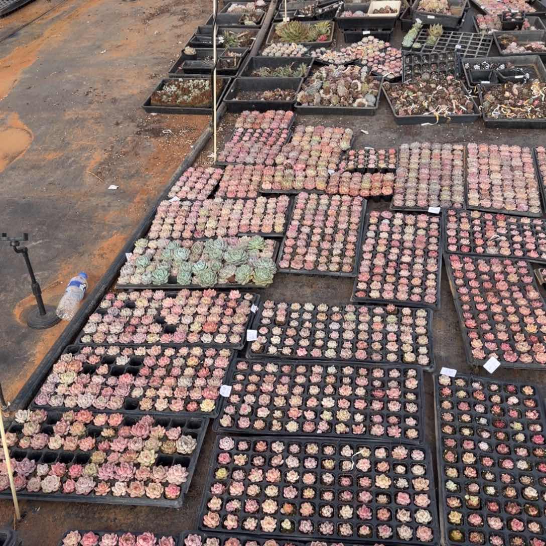 31-42五十颗珍妮混合量拍退款区