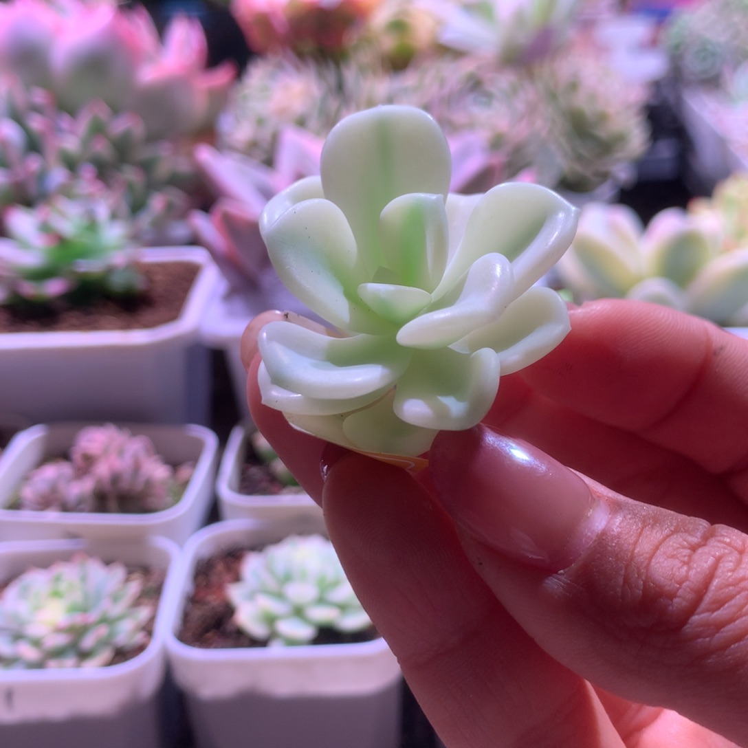 白基因美尻覆轮锦砍头有杆子