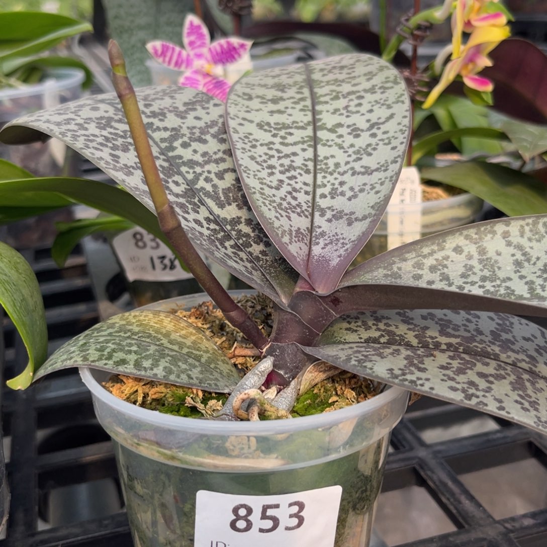 大部分花苞少量开放编号853西蕾丽