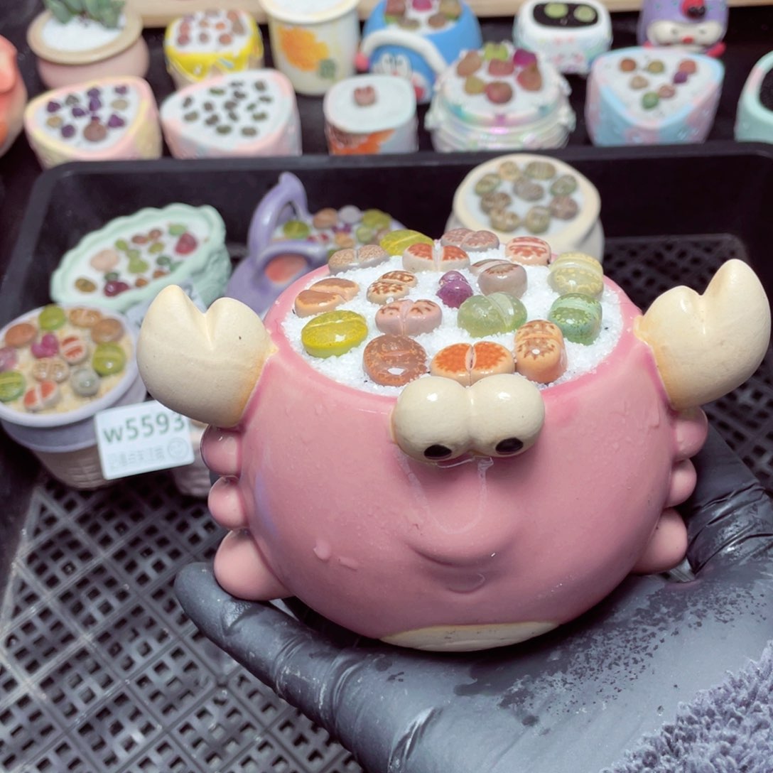 w5594--带盆土发货，零下地区拍保温箱