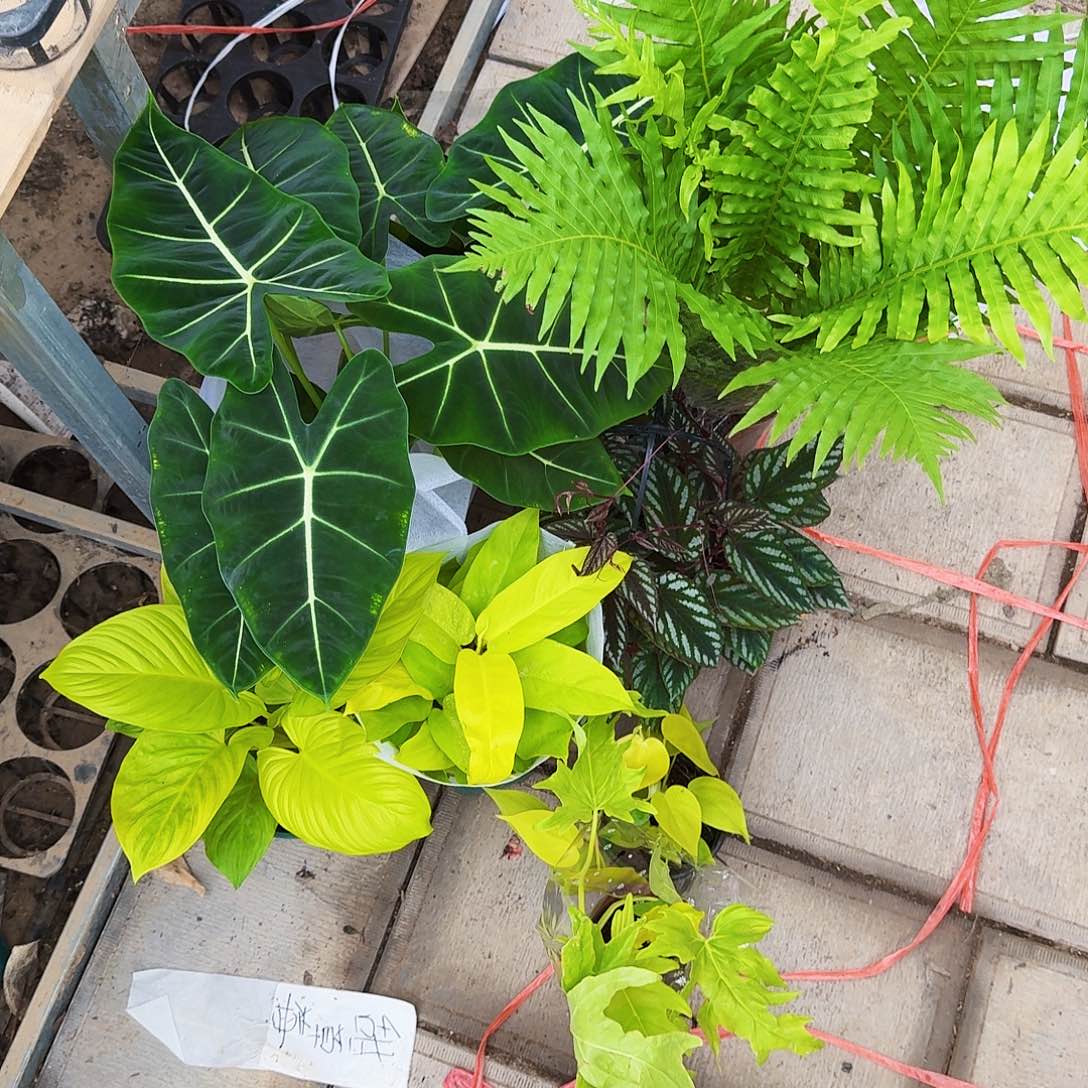 完全开放超值8颗聚划算组合套餐