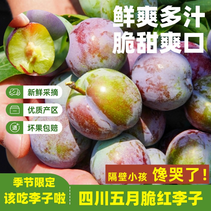 【皇阿哥专属】五月脆李凤凰李子脆爽多汁现摘现发孕妇儿童基地5斤