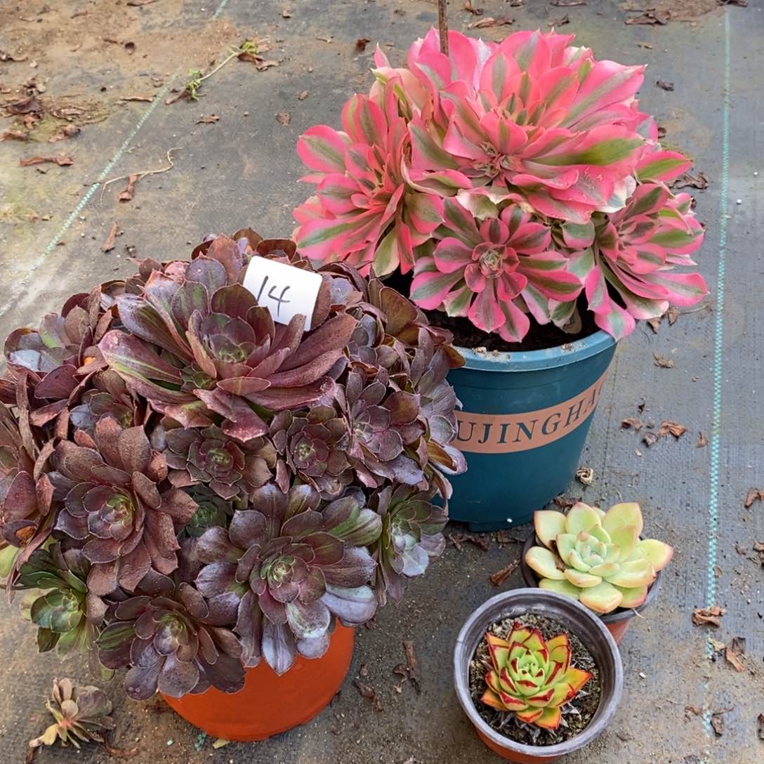 全部花朵多肉植物组合拼盘14