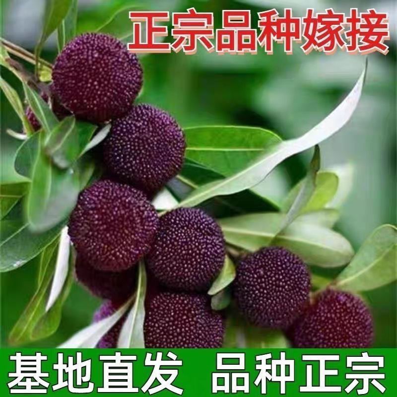 东魁杨梅树苗嫁接大果杨梅苗南北方种植盆栽地栽带土带叶正宗果苗