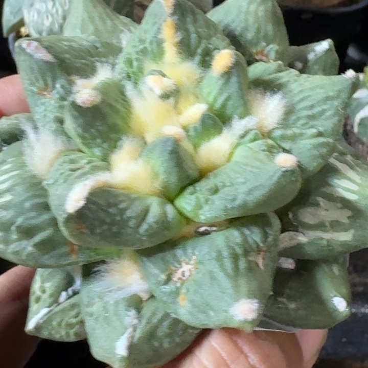 无花朵苗接龙牙怒814