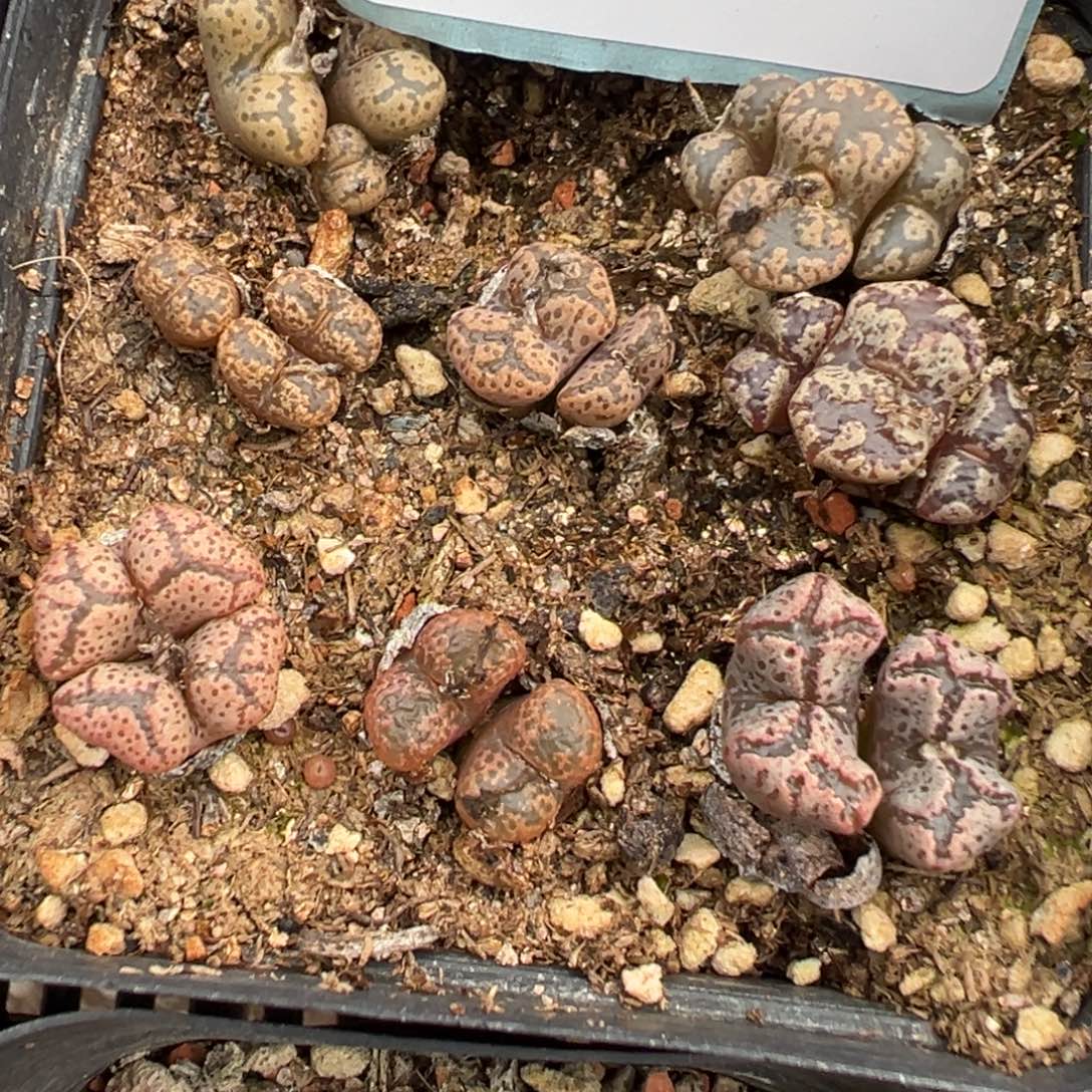 29-236肉锥多肉植物