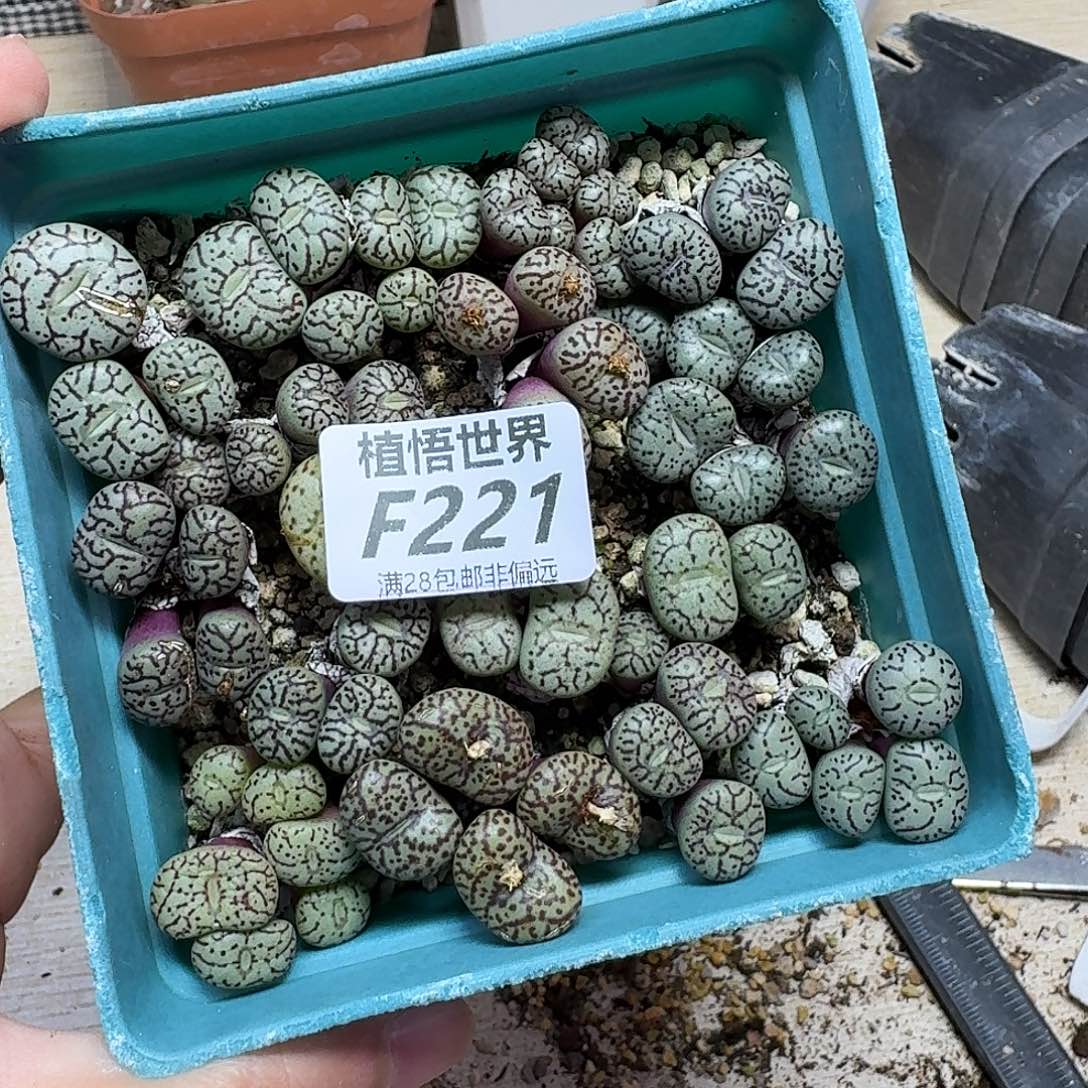 多肉植物的润泽fvb