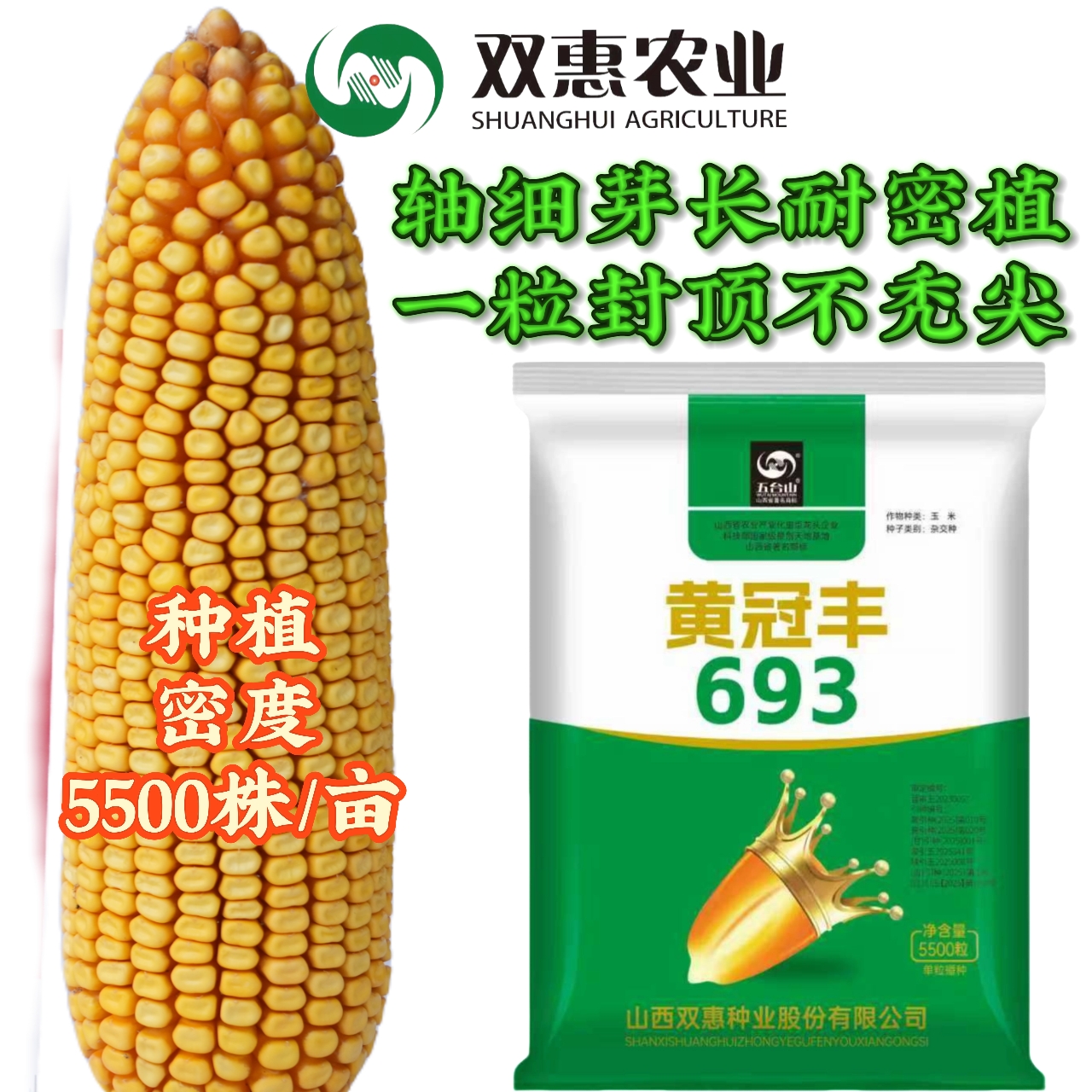 黄冠丰693高产抗倒抗病抗旱抗青枯抗穗腐活杆成熟容重高耐密植