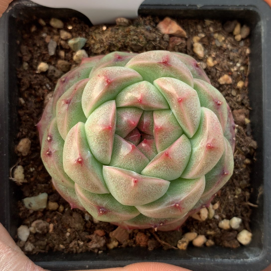 翡冷翠麦秆单头177多肉