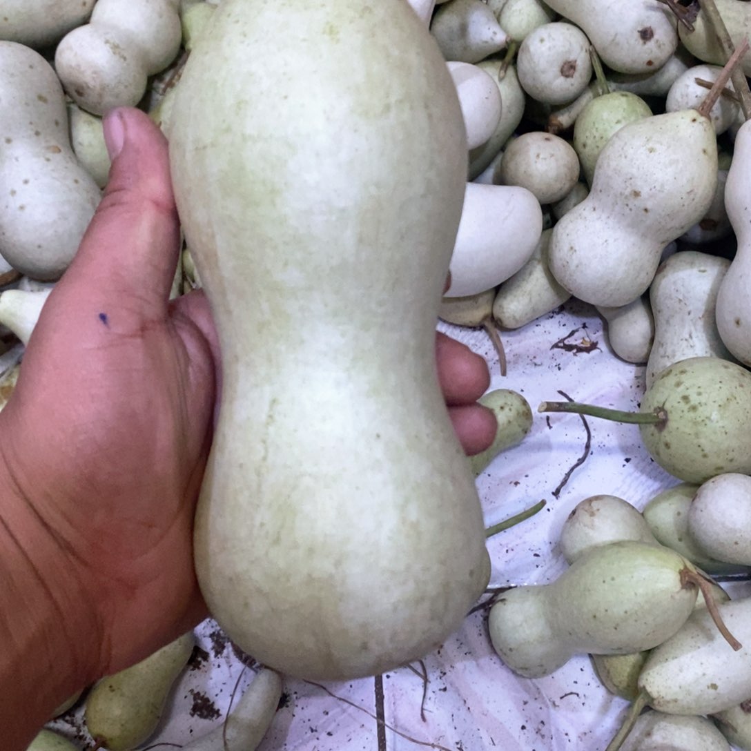 大*文玩葫芦青皮葫芦