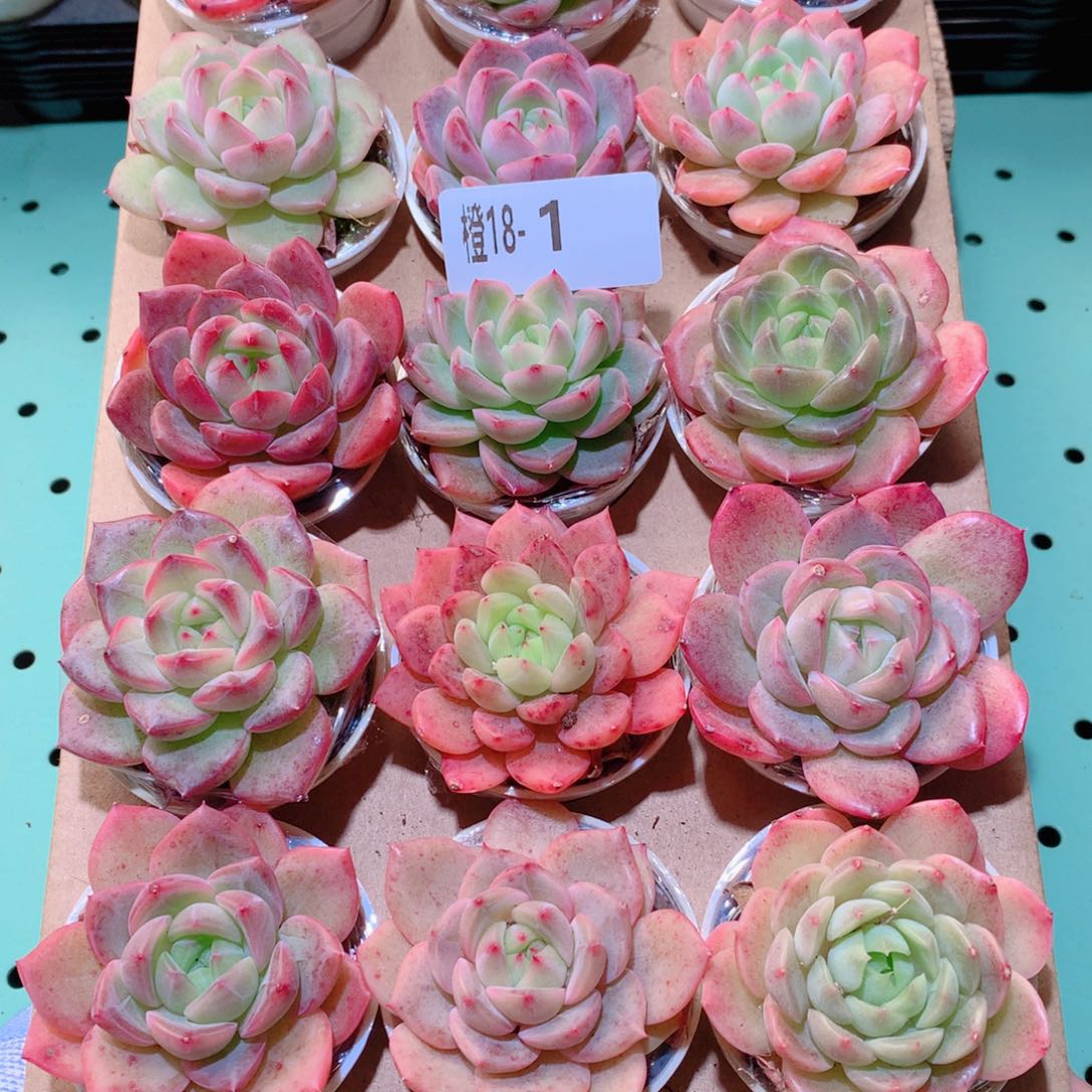 18-1一物一拍多肉带盆18颗