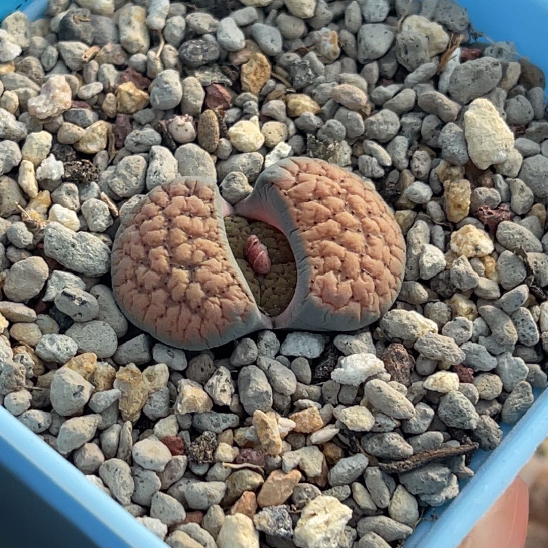 9749橘色双头血点一颗