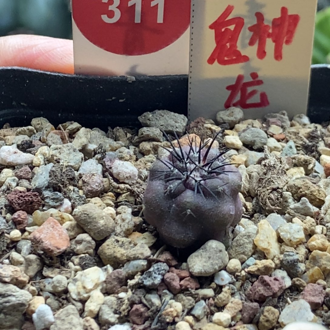 实生狂刺龙爪球鬼神龙1.6cm