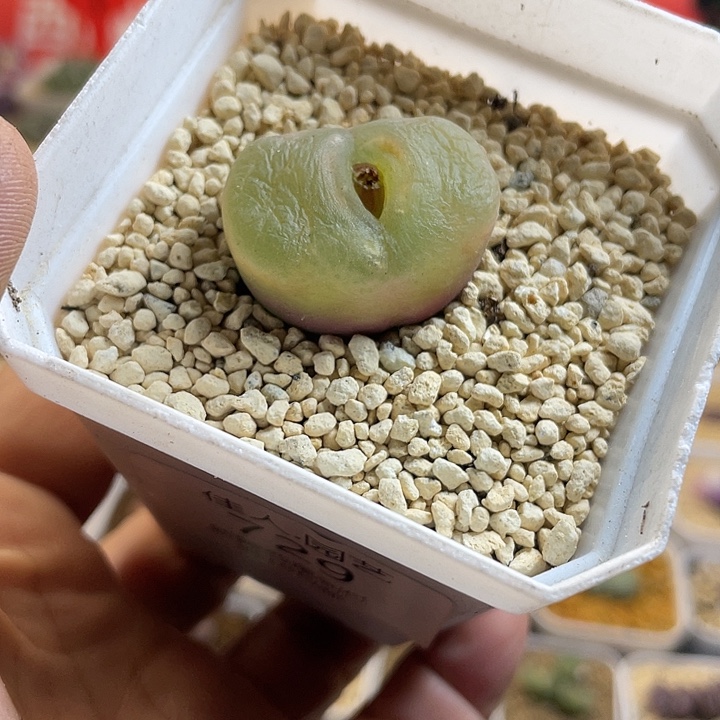 佳人园艺多肉生石花水蜜桃729