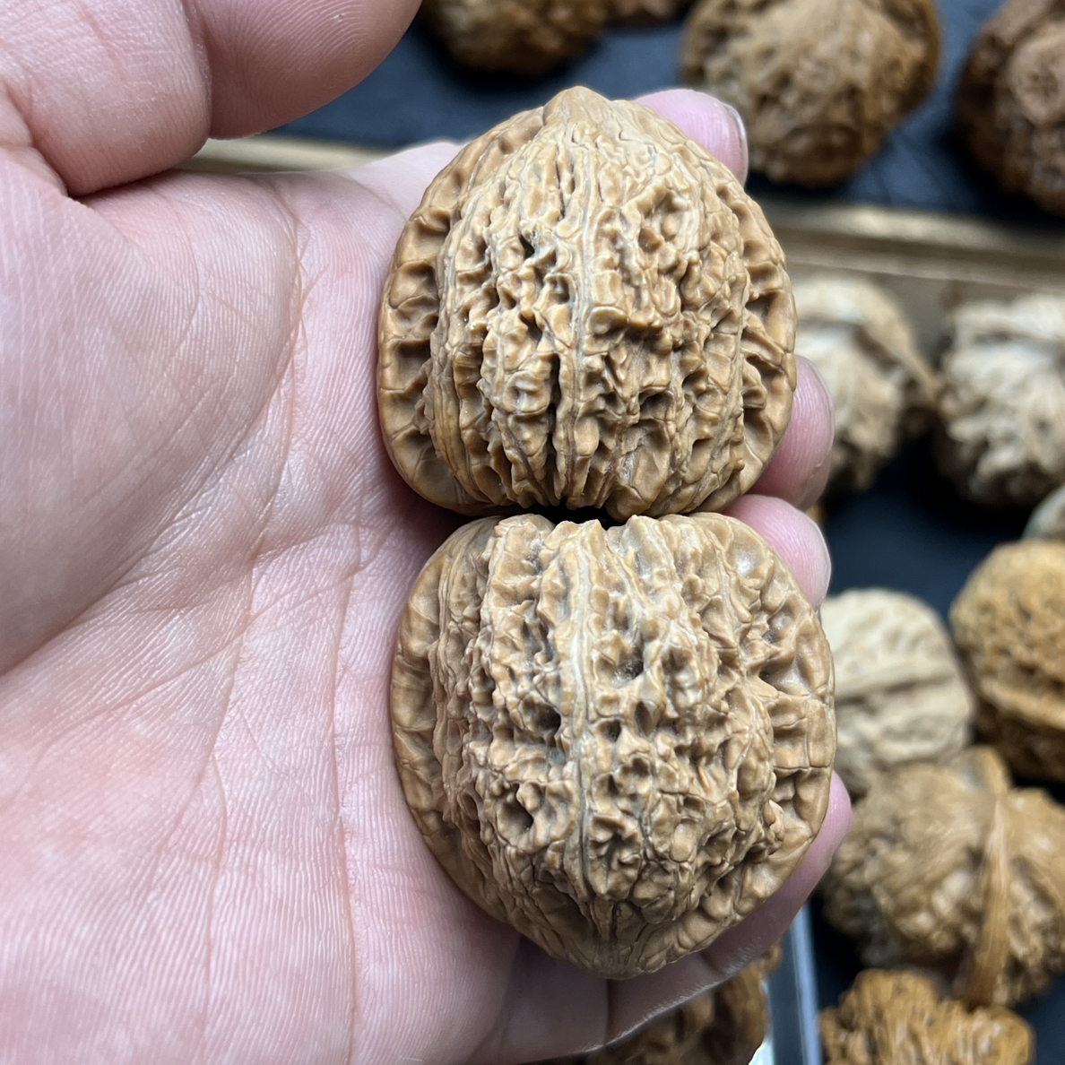 蓟县，老树绣球，微修，尺寸39，骨质压手，特价 55包邮到家，