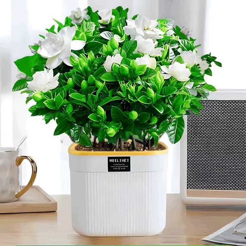 LY230特大盆带花苞栀子花盆栽室内水培桌面绿植四季好养