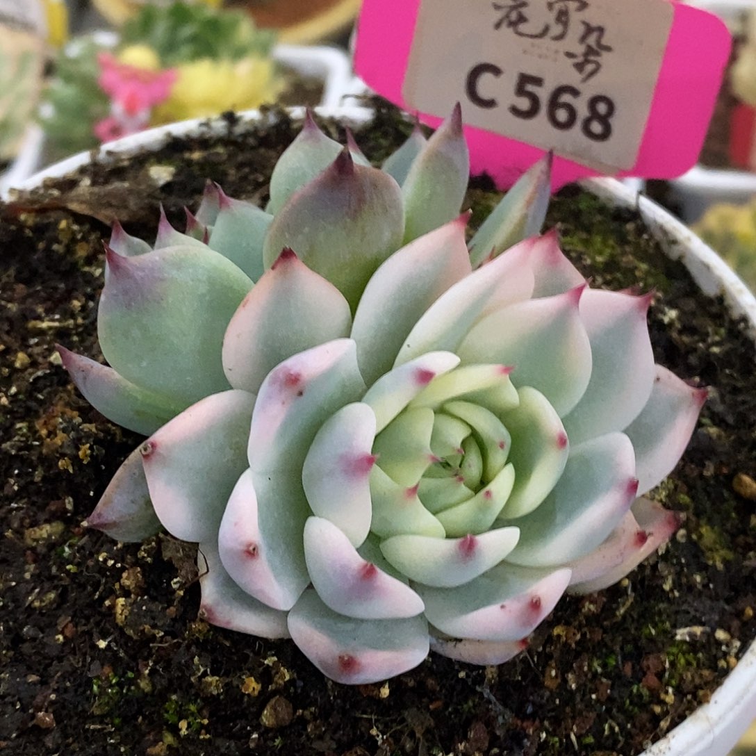 568娃娃哈哈哈哈哈哈是