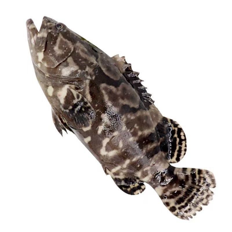 【美一天冷冻】真空石斑鱼 老虎斑 约800g/条（含冰）