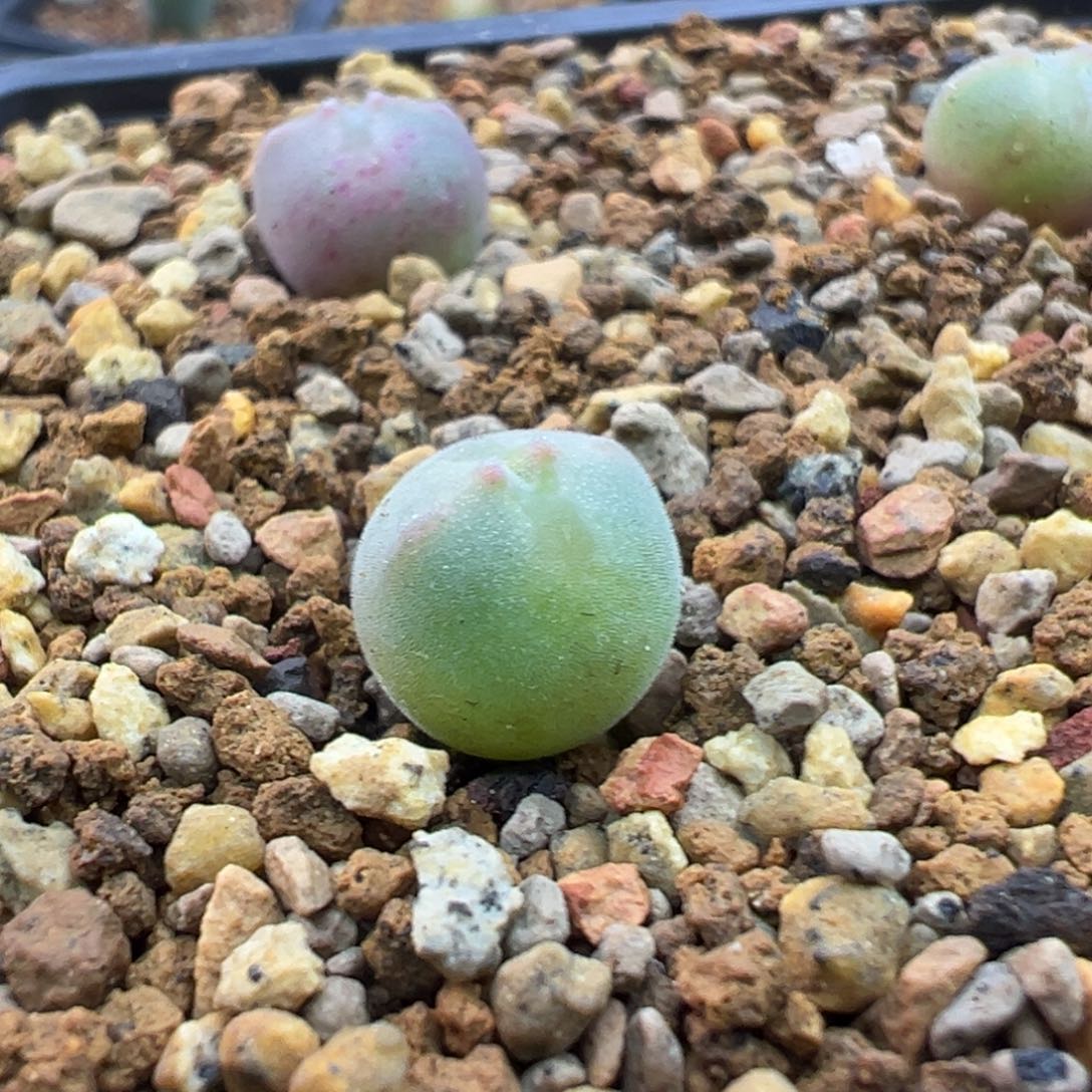 Z***r多肉单头猫耳空蝉一棵特