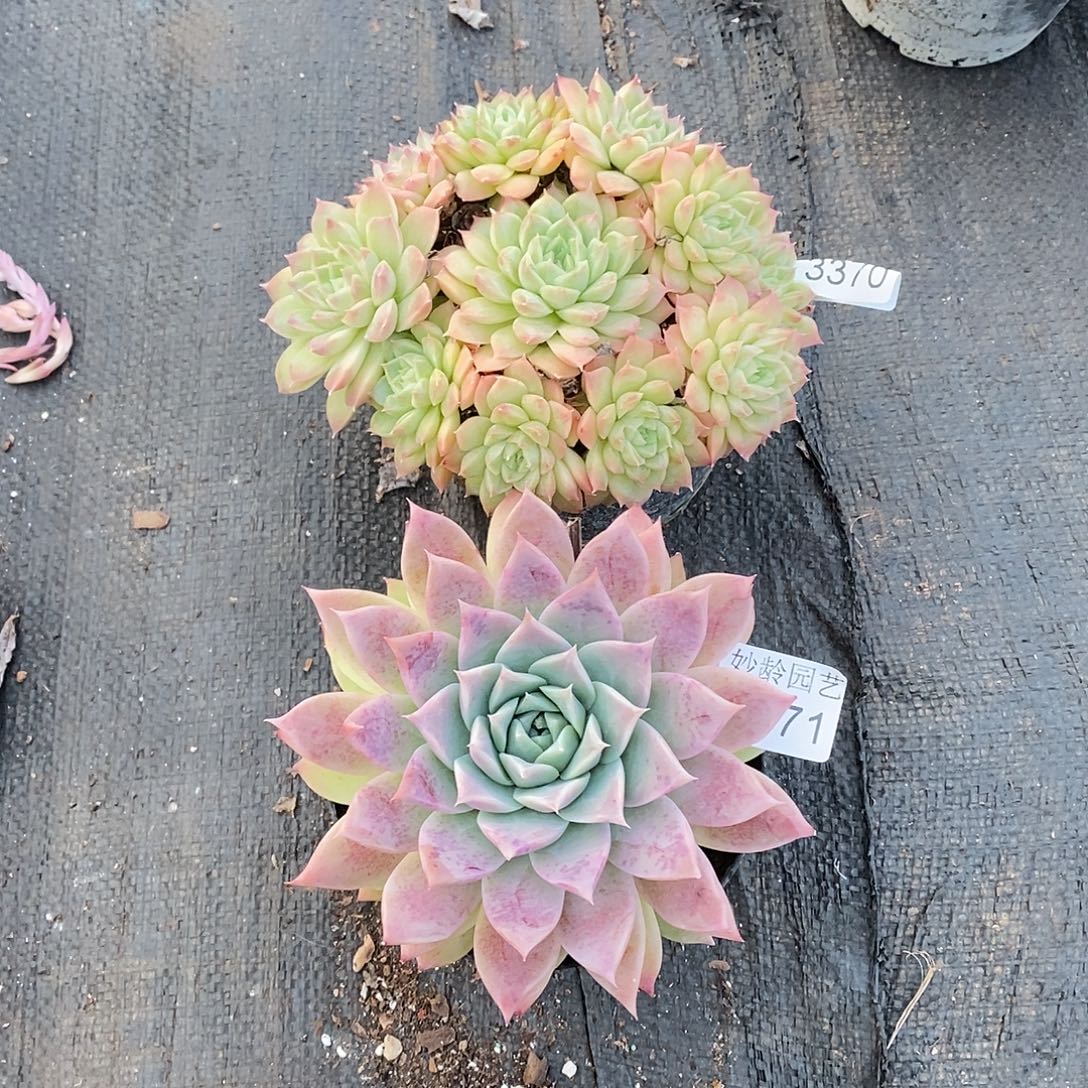 秋***歌3370.3371两颗，12～14厘米