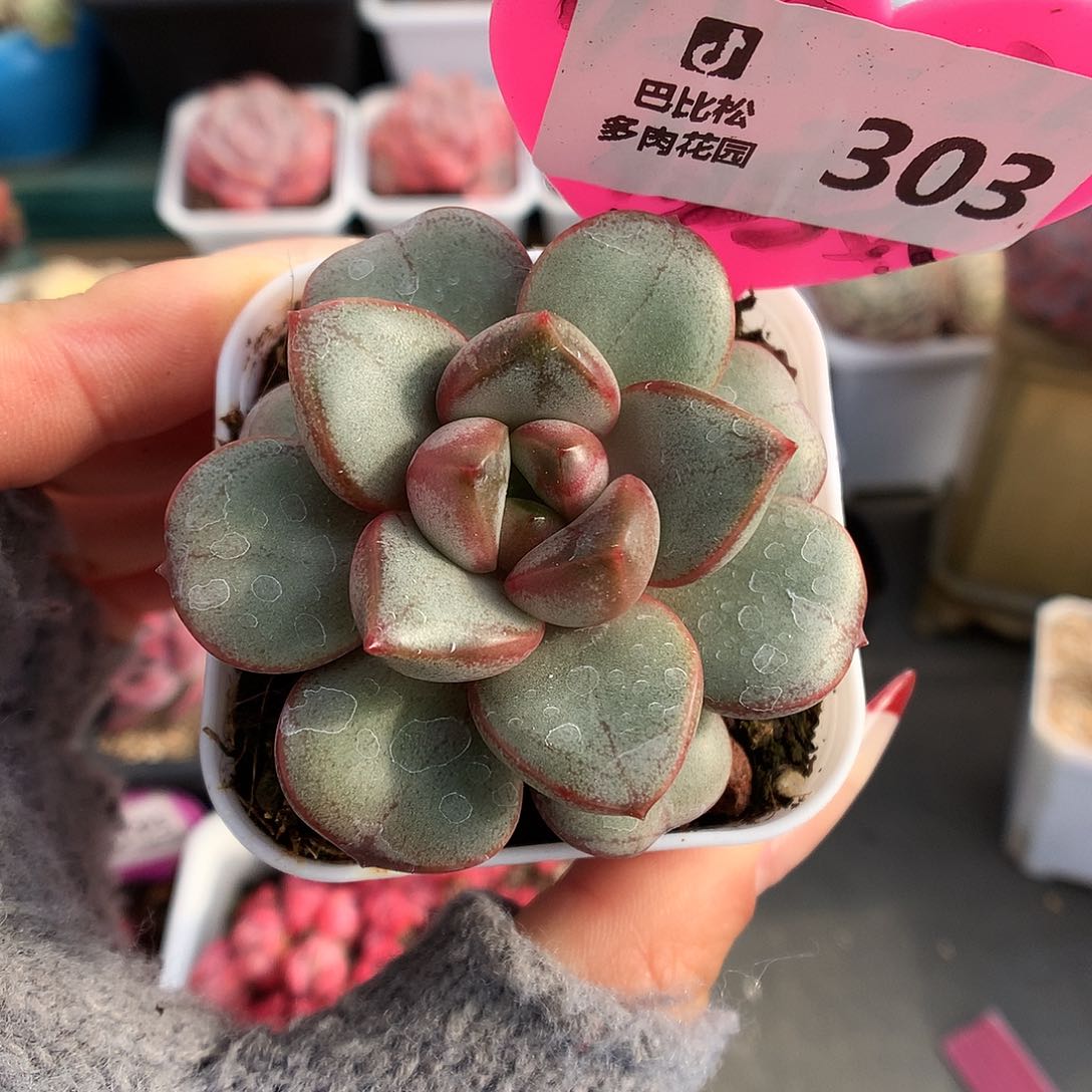 303葡萄多肉植物