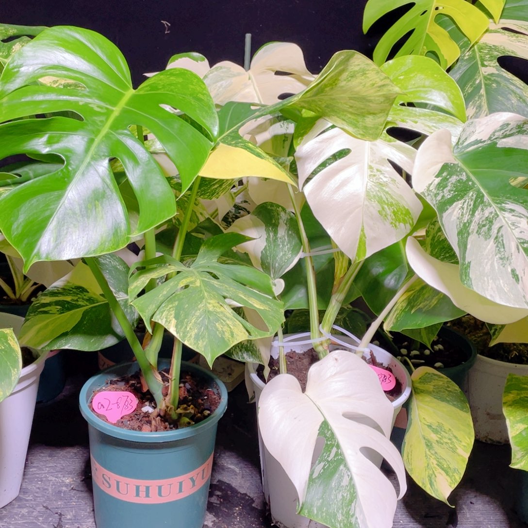 天***朗完全开放002白龟不包蕉叶和叶损