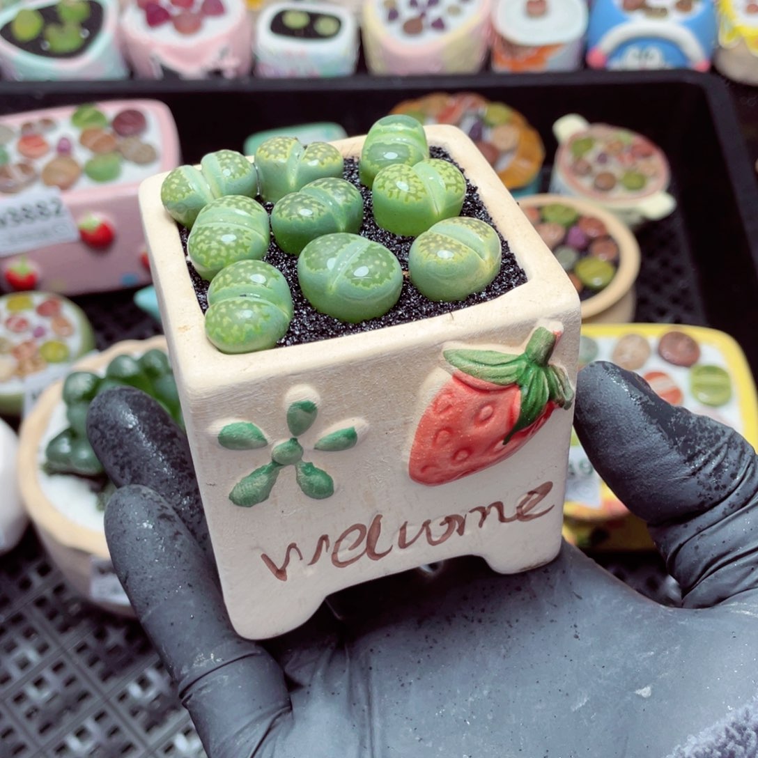 w3894--带盆土发货，零下地区拍保温箱