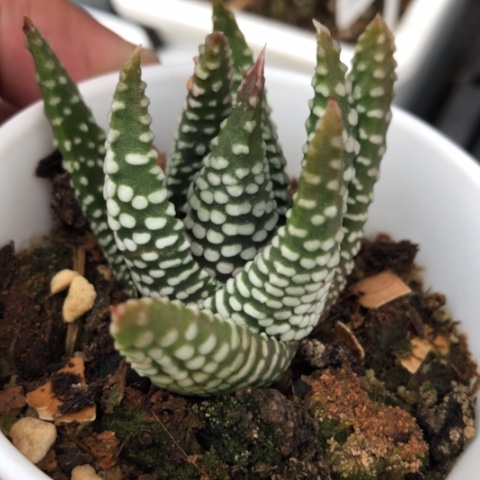 密尤泪珠硬叶硬叶子