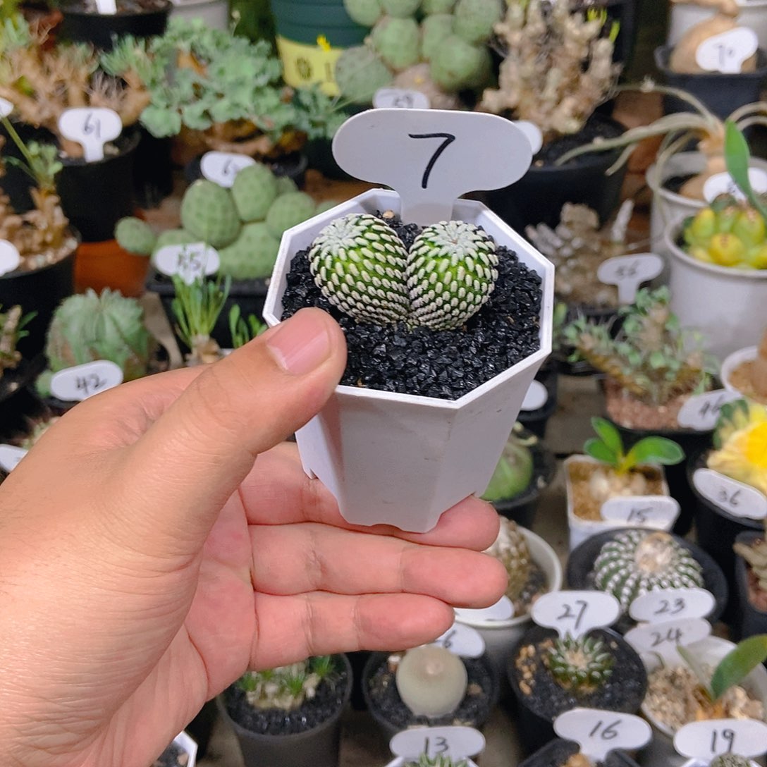 双头白蝎子一物一拍