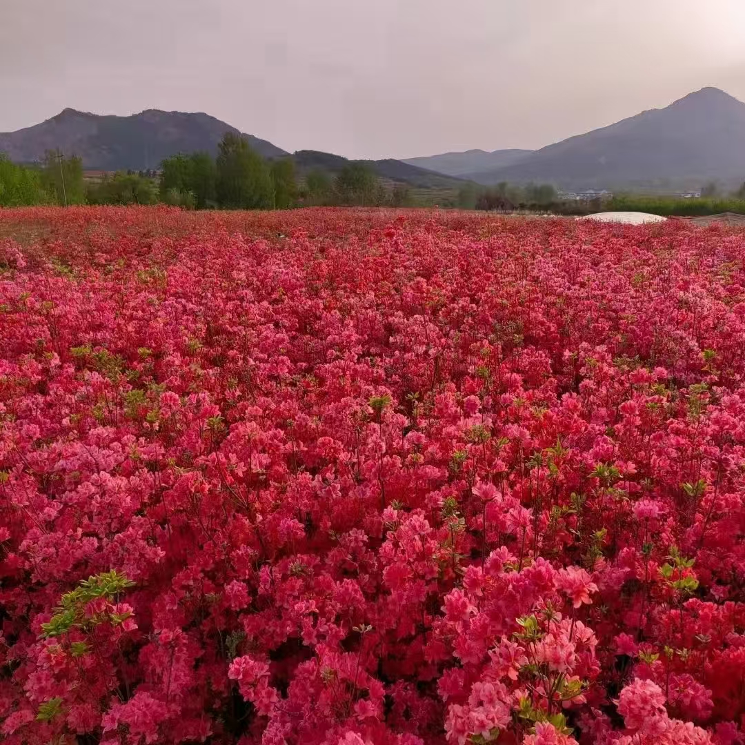 映山红杜鹃花卉盆栽（一物一拍下单需备注）