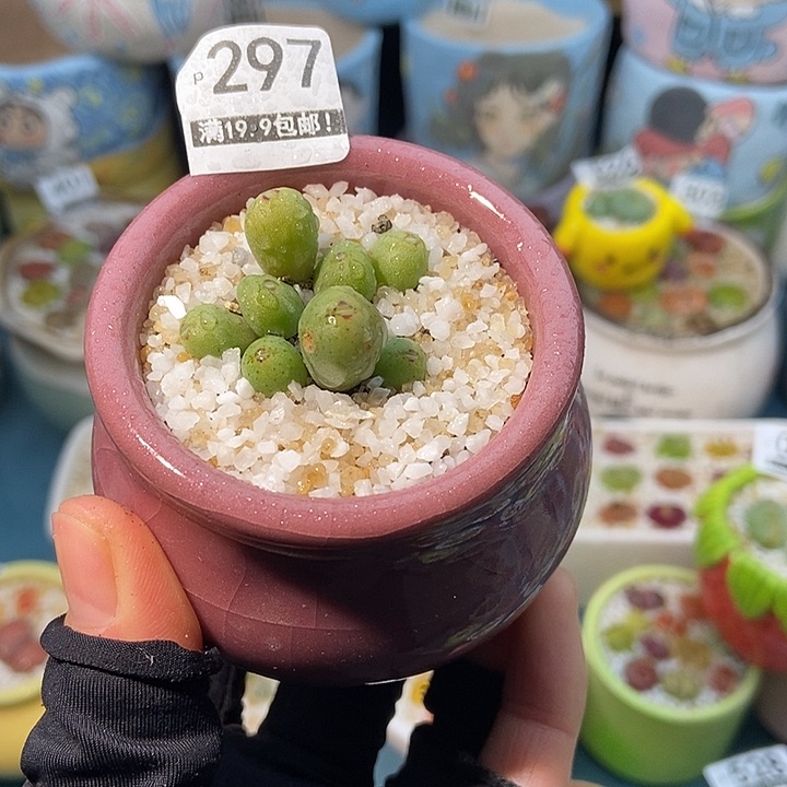 大舅生石花肉锥多肉297