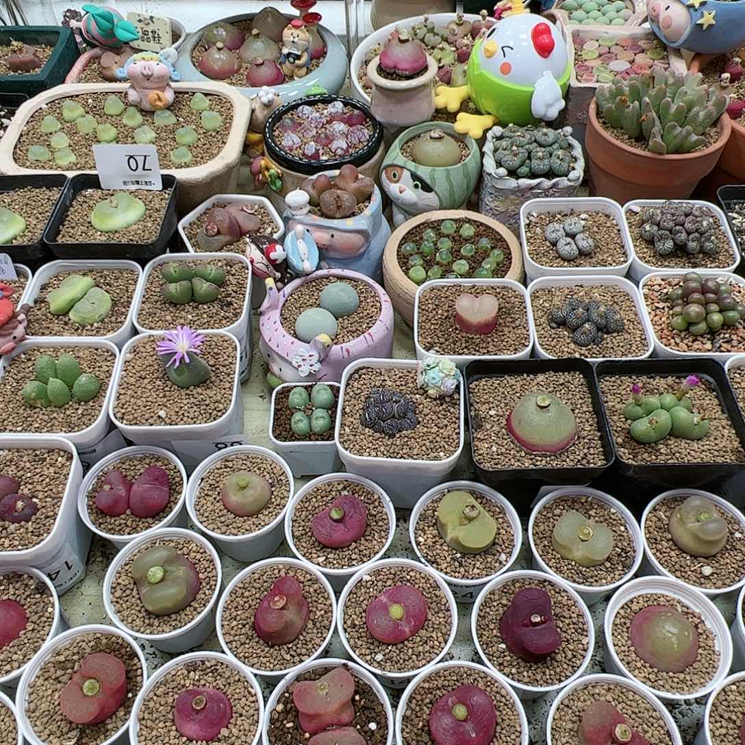 【闪购商品】C*寶106 减券