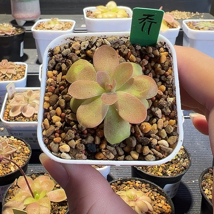 无花朵捕虫堇脱土发乔安娜88153