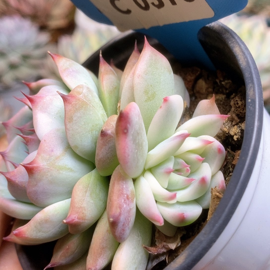 315锦锦锦锦锦锦锦