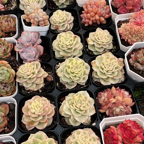 腊牡丹锦12.8两盆888888