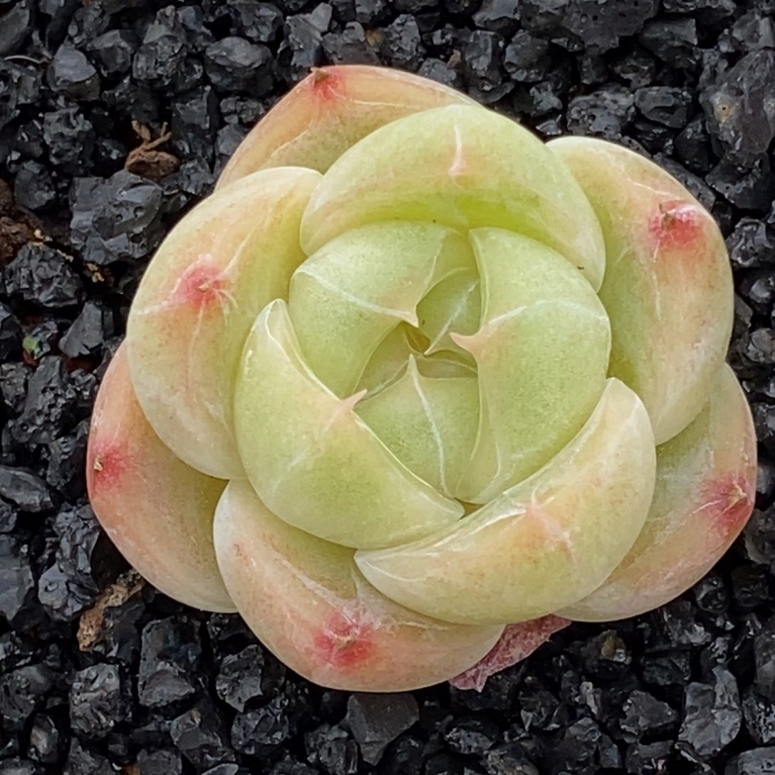 天官赐福百无禁忌