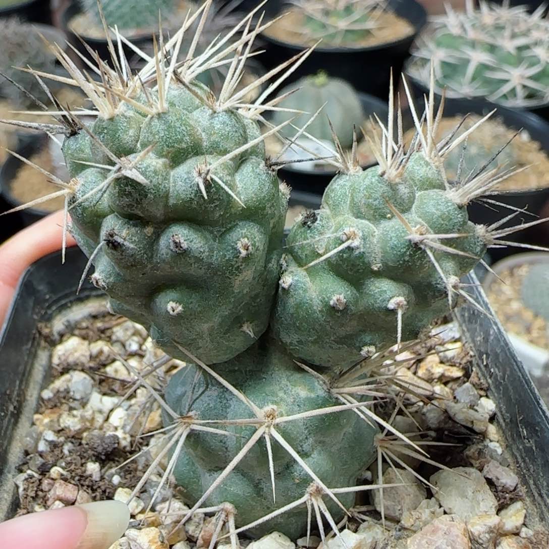 自根明暗城多肉000000